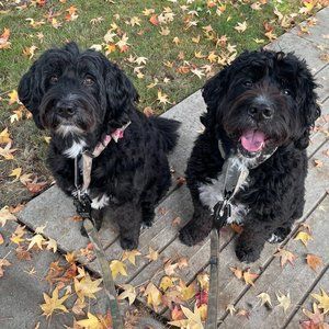 Meet your Posher, Janet